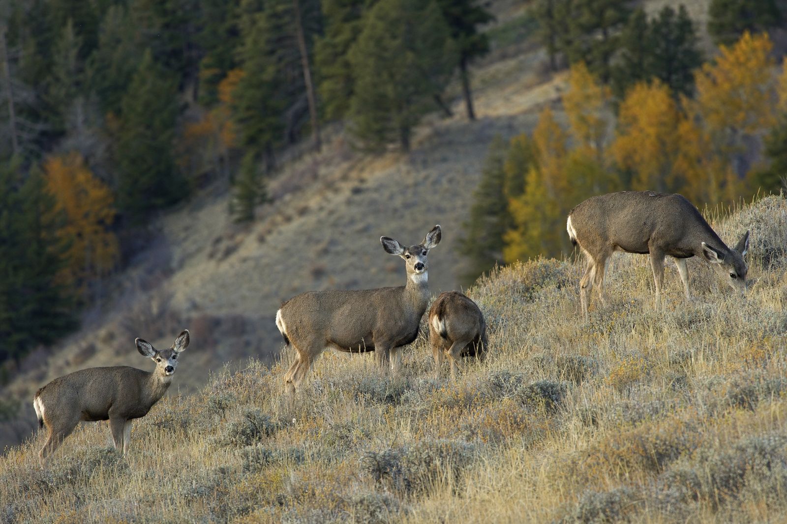 Mule deer does on a bunchgrass hillside above the timber