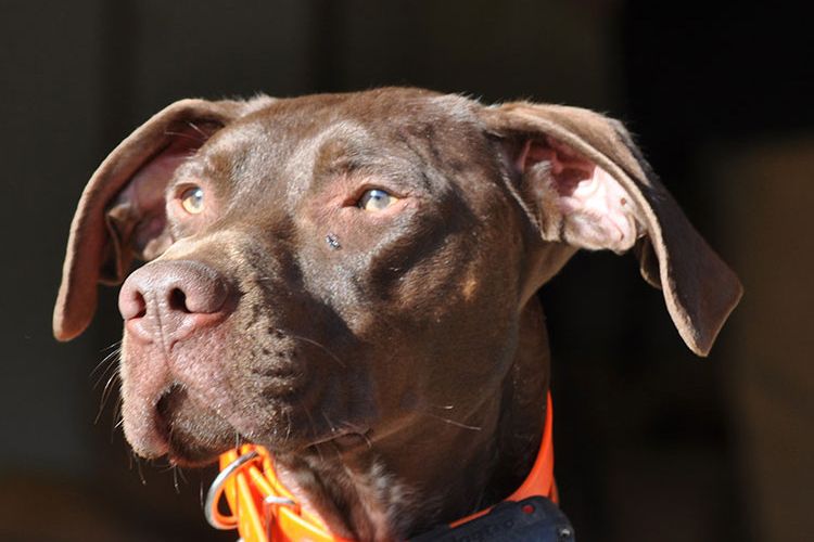Shorthaired pointer in an orange collar