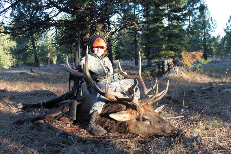 Hunter with a bull elk in open timber