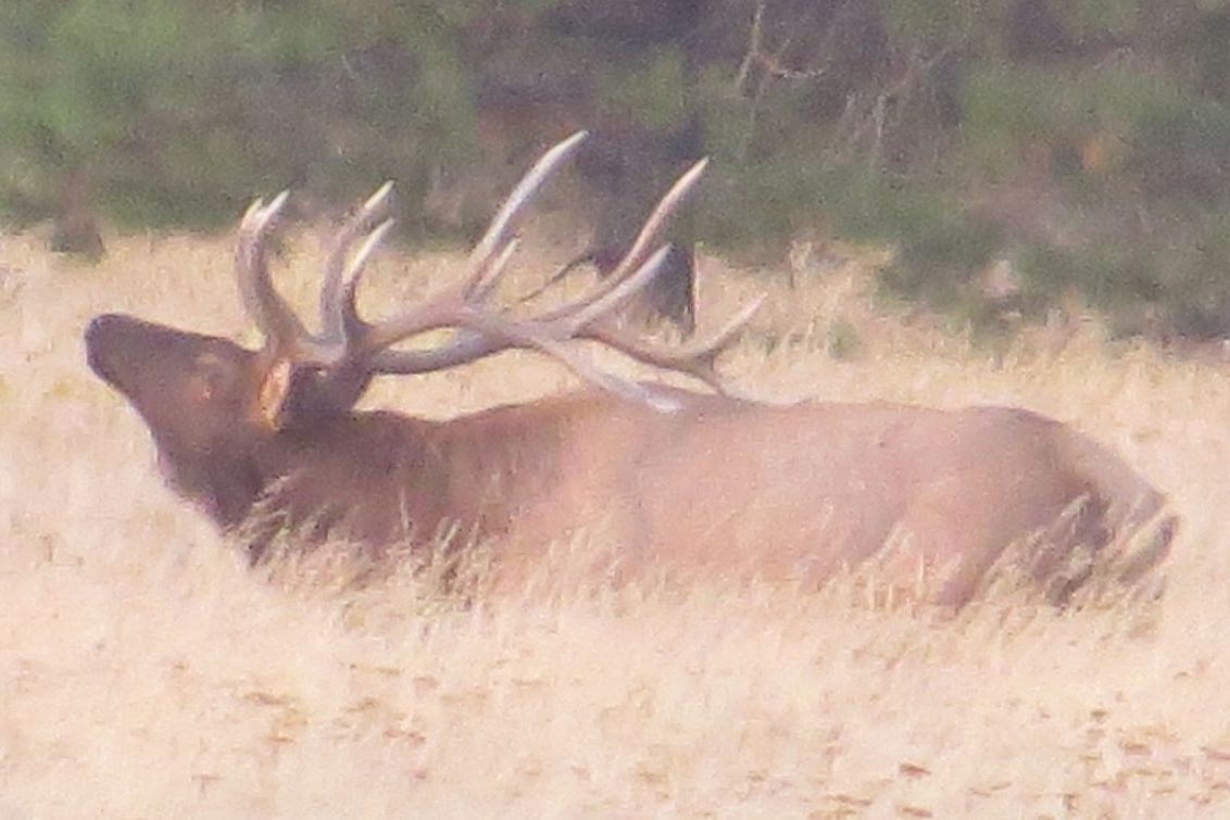 Bull elk bedded in tall golden grass