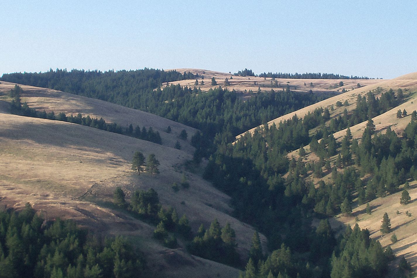 Rolling bunchgrass hills above a creek bottom