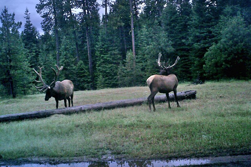 Two bull elk in a timbered meadow