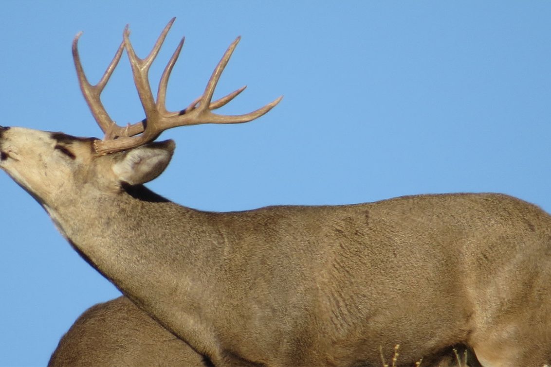 Mule deer buck against a blue sky